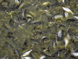 2,5 Ton Kerupuk Kulit Ikan Patin Sumut Diekspor Perdana ke Malaysia