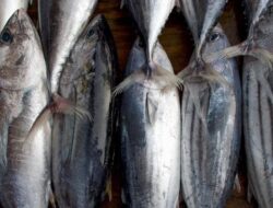 5 Ikan yang Mengandung Kolesterol Jahat, Enak Tapi Bikin Waswas