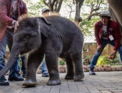 Kenalkan, Rocky Balboa Si Anak Gajah di Kebun Binatang Surabaya