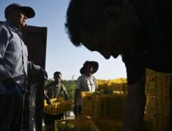 Perempuan di Balik Kenikmatan Wine Negeri Tirai Bambu