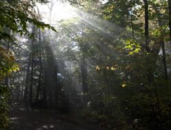 Kemampuan Hutan dan Lautan Menyerap Karbon Menurun, Dampaknya Ngeri