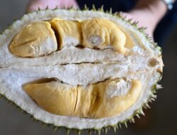 5 Trik Pilih Durian yang Bagus, Daging Buah Dijamin Tebal dan Manis