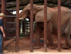 Rumah Baru Gajah Pupy Setelah 30 Tahun Menetap di Argentina