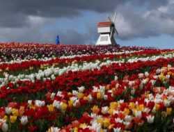 Jalan-jalan Menikmati Warna-warni Ladang Tulip di Inggris