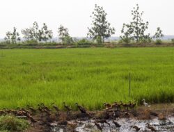 330 Ha Tanah Sitaan Penyuapan Asabri Milik Benny Tjokro Dijadikan Sawah
