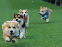 Lucunya Anjing Corgi Adu Ekonomis di Ajang Internasional