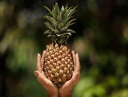 5 Manfaat Nanas Bila Dikonsumsi Setiap Hari Secara Bijak