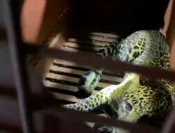 Macan Tutul Ditemukan Masuk Hotel di Bandung