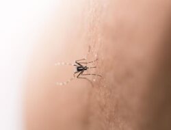 Kasus Dengue Capai 131 Ribu, 544 Jiwa Meninggal Dunia