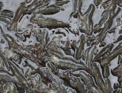 Pemerintah Musnahkan 5,7 Ton Udang Terpapar Cesium-137