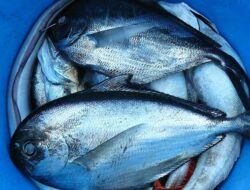 Ingin Sehat? Ini 9 Ikan yang Paling Terjamin Dikonsumsi Setiap Hari