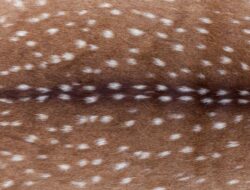 Bambi Print, Tren Motif Baru yang Terinspirasi dari Bulu Rusa