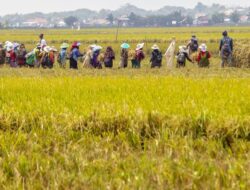 Bapanas Beber Tiga Indikator RI Berhasil Swasembada Beras Tahun Ini