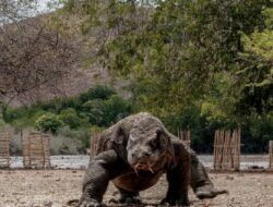 Cuaca Tak Membaik, Penutupan TN Komodo Diperpanjang Sampai saat ini 20 Januari