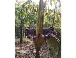 Bunga Bangkai Raksasa Diprediksi Mekar di Kebun Raya Bogor Hari Ini